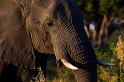 175 Okavango Delta, olifant